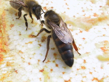 Пчелиные матки 03