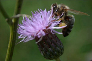 Пчелиные матки 07