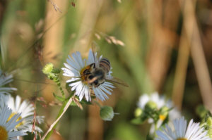 Пчелиные матки 08