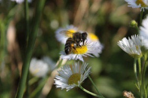 Пчелиные матки 10