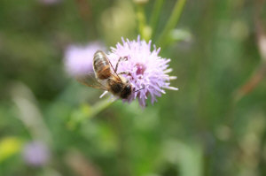 Пчелиные матки 11