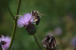 Пчелиные матки 12