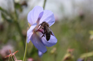 Пчелиные матки 13