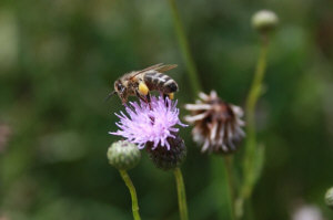 Пчелиные матки 14