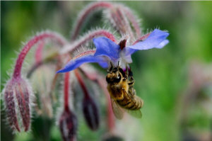 Пчелиные матки 15