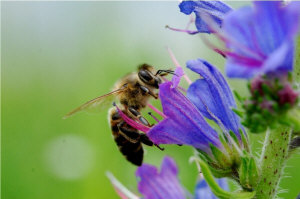 Пчелиные матки 66