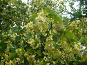 MIODOLAND خلايا النحل البولندية طبقات ملكة النحل تغزو تربية النحل في بولندا 04