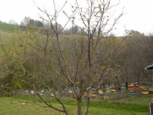 MIODOLAND خلايا النحل البولندية طبقات ملكة النحل تغزو تربية النحل في بولندا 02