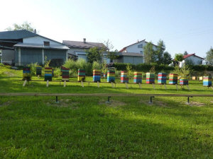 MIODOLAND خلايا النحل البولندية طبقات ملكة النحل تغزو تربية النحل في بولندا 12